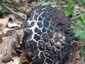 Pikkelyes tinóru (Strobilomyces strobilaceus), Mátra